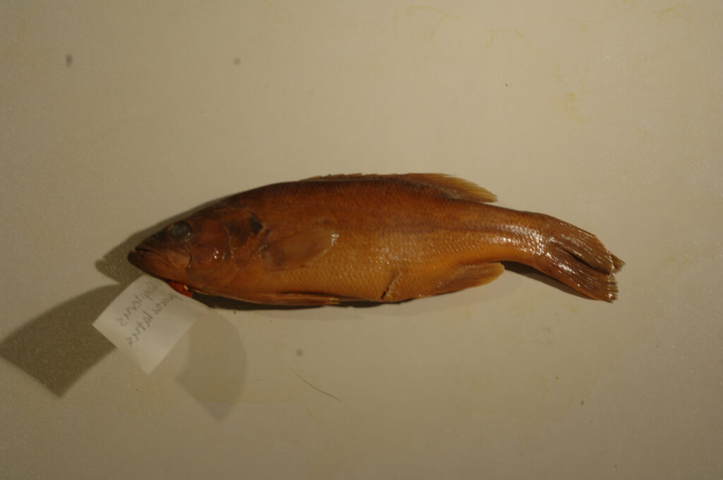 Spotted Bass (Micropterus punctulatus)