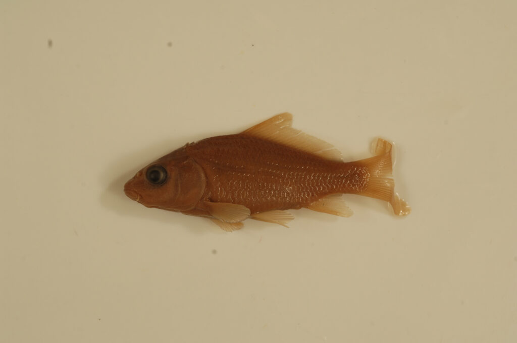 Common Carp (Cyprinus carpio)