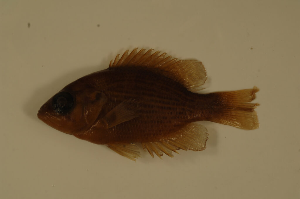 Rock Bass (Ambloplites rupestris)
