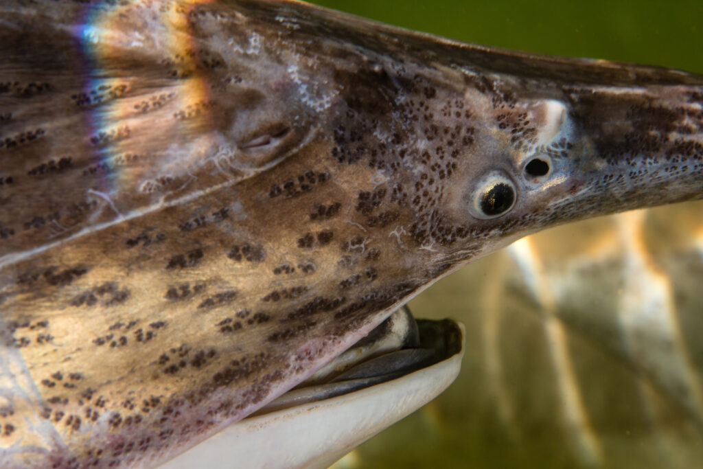 Paddlefish (Polyodon spathula)