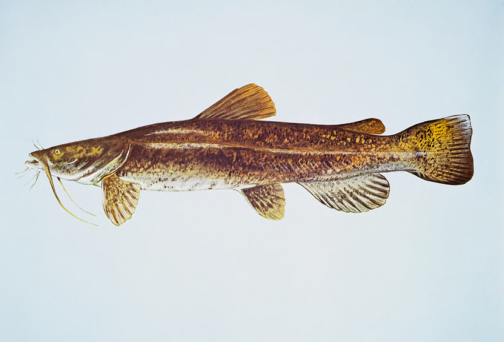 Flathead Catfish (Pylodictis olivaris)