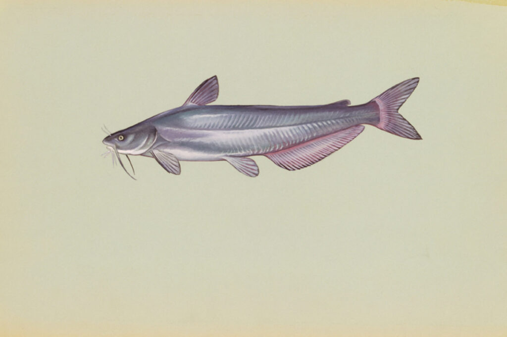 Blue Catfish (Ictalurus furcatus)