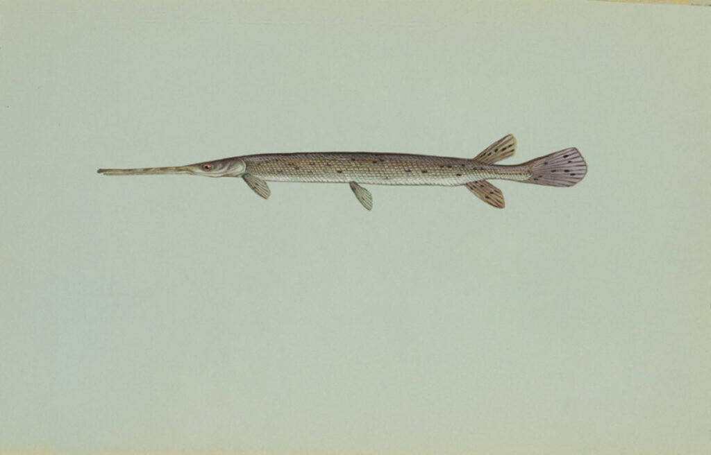 Longnose Gar (Lepisosteus osseus)