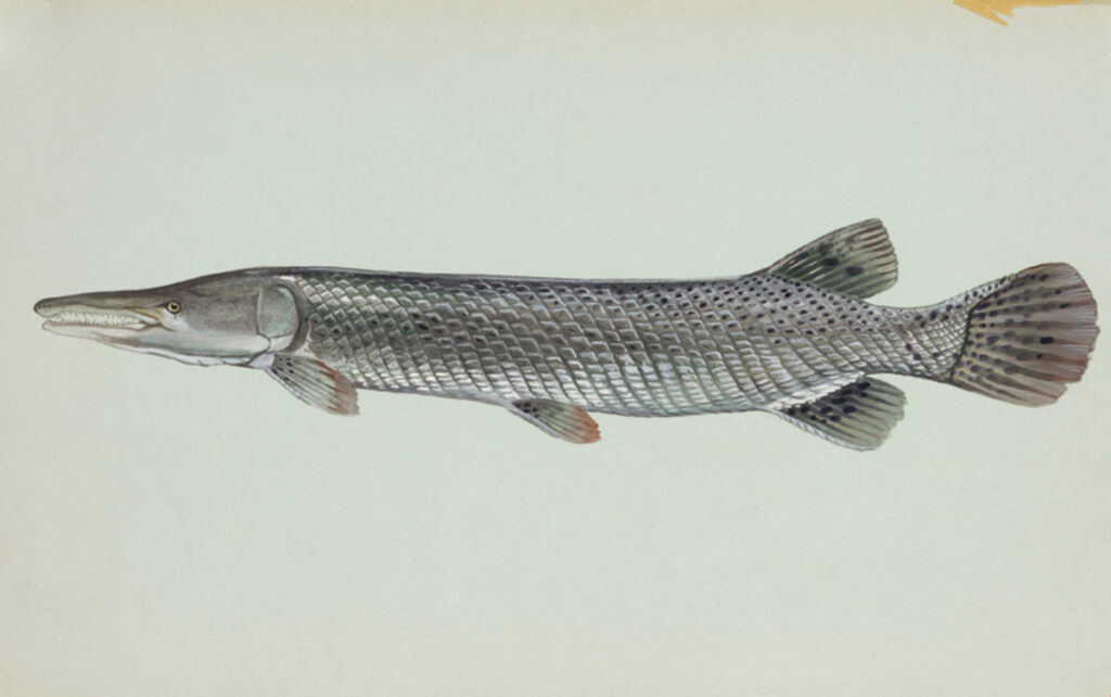 Alligator Gar (Atractosteus spatula)