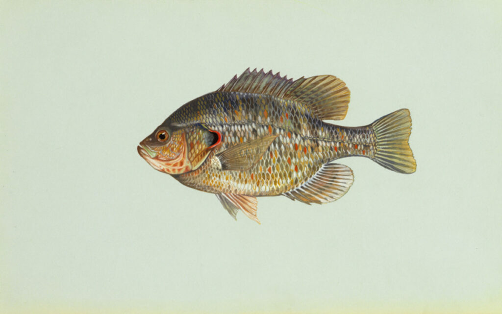 Redear Sunfish (Lepomis microlophus)