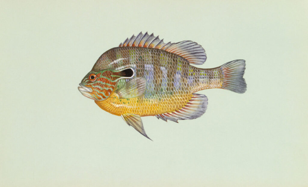 Longear Sunfish (Lepomis megalotis)