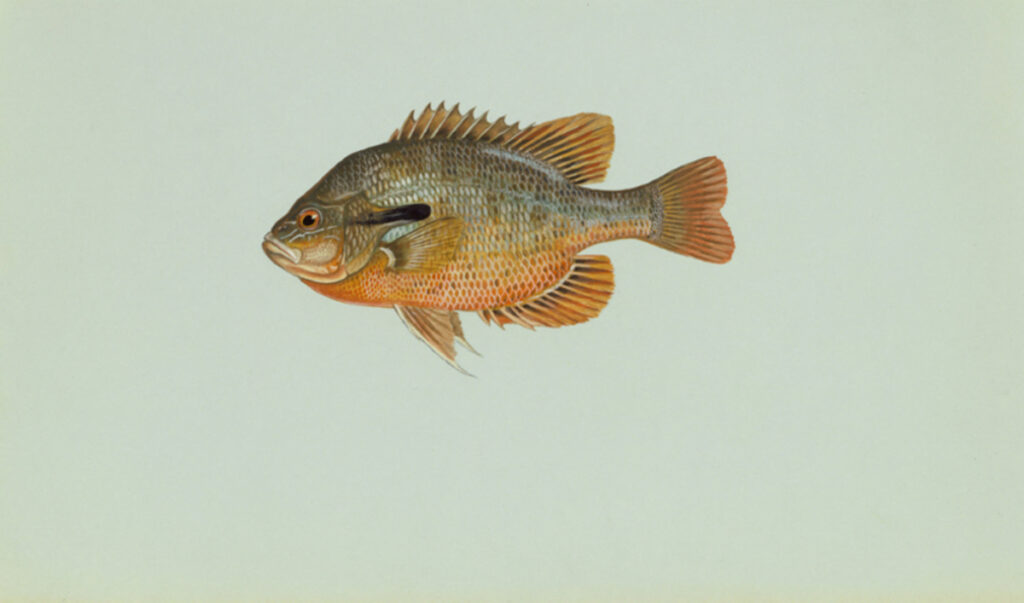 Redbreast Sunfish (Lepomis auritus)