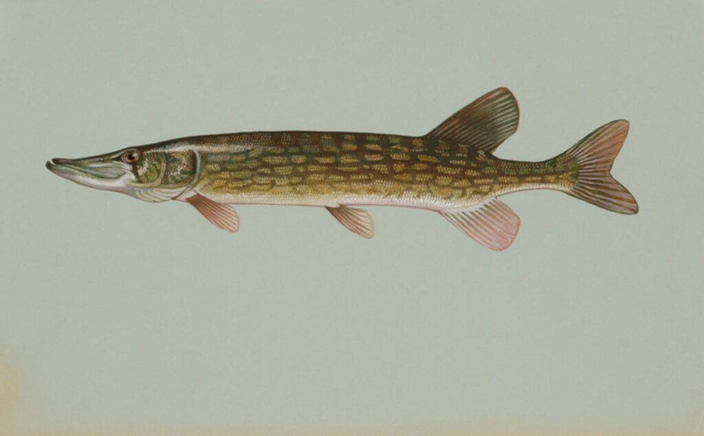 Chain Pickerel (Esox niger)