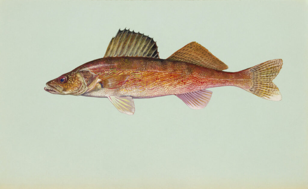 Walleye (Sander vitreus)