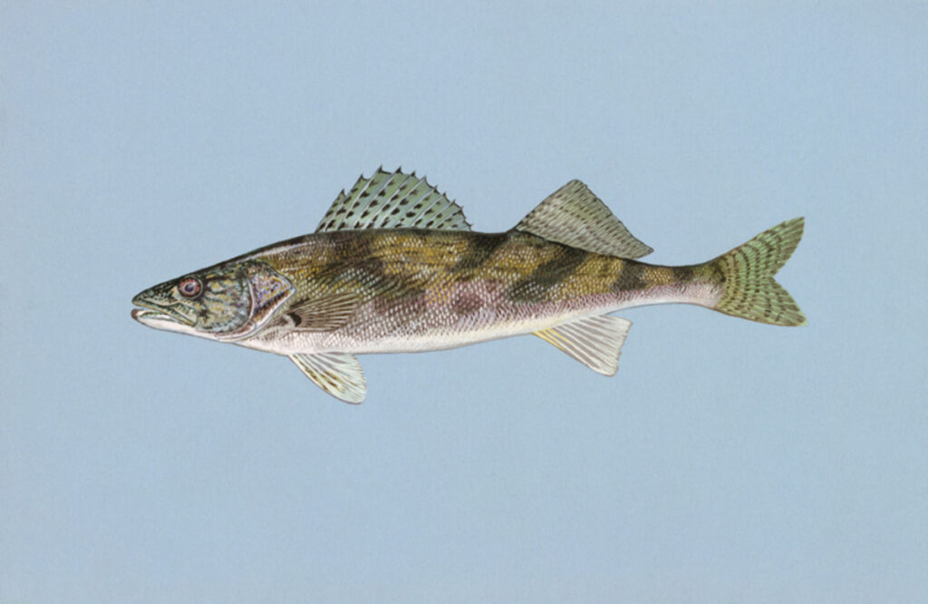 Sauger (Sander canadensis)
