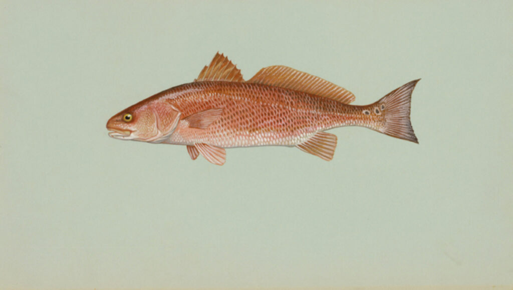 Red Drum (Sciaenops ocellatus)