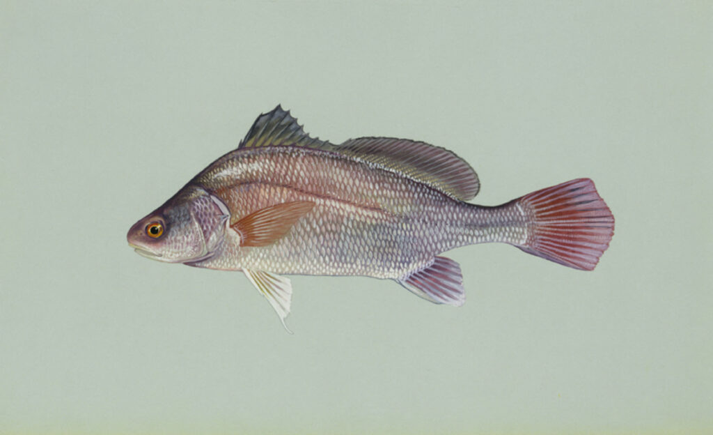 Freshwater Drum (Aplodinotus grunniens)