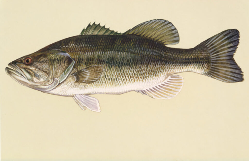 Largemouth Bass (Micropterus nigricans)