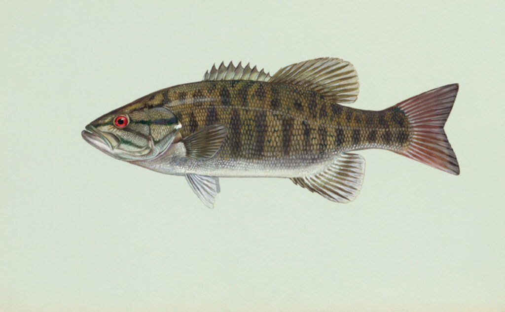 Smallmouth Bass (Micropterus dolomieu)