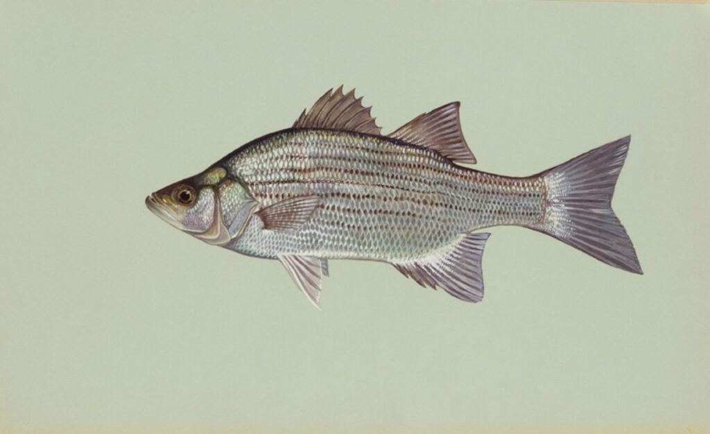 White Bass (Morone chrysops)
