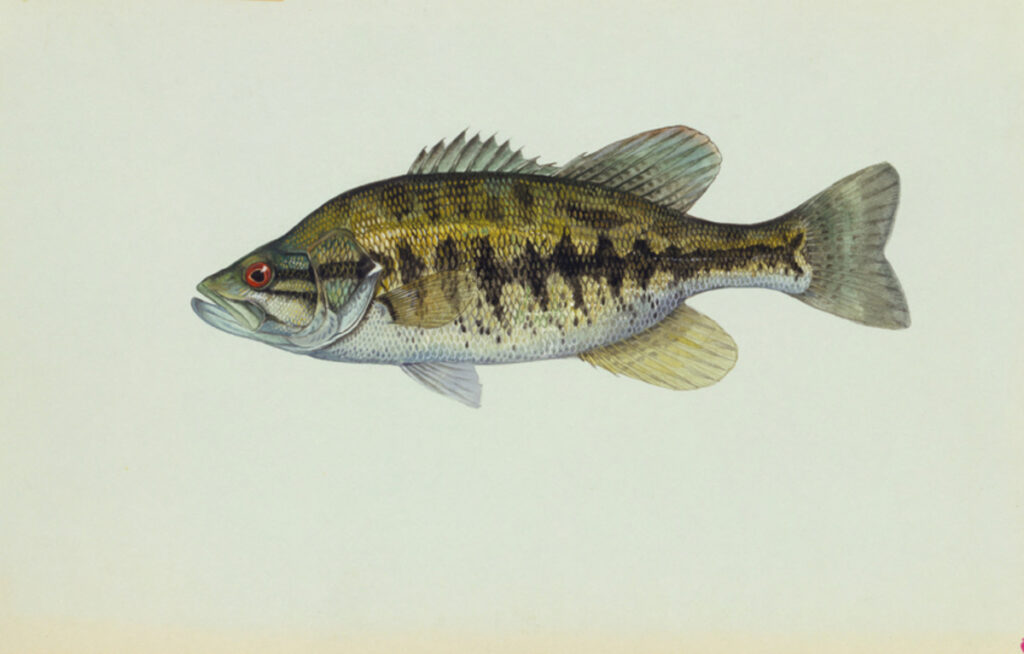 Suwannee Bass (Micropterus notius)