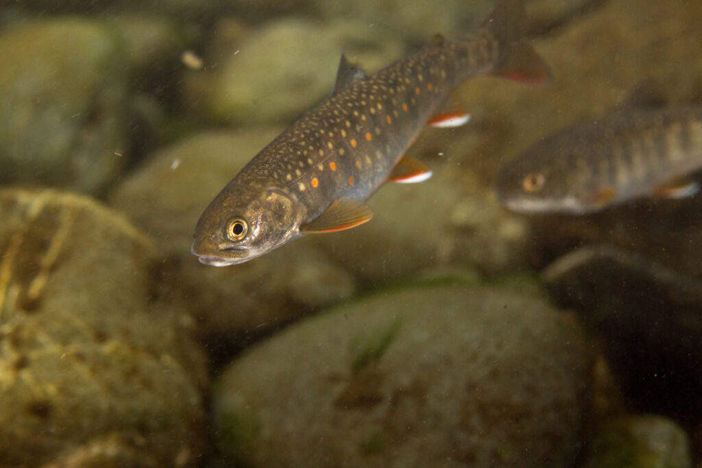 Dolly Varden (Salvelinus malma)