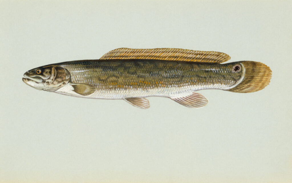 Bowfin (Amia calva)