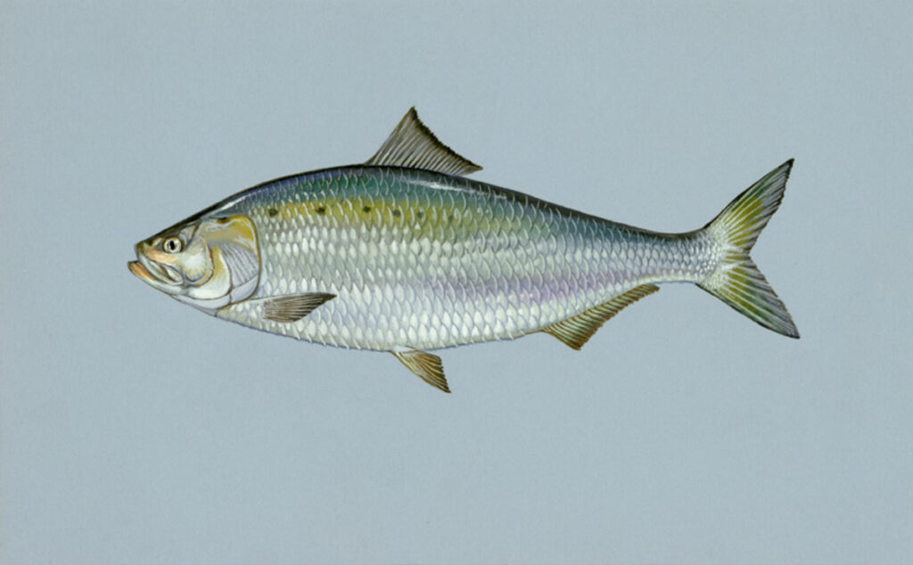 American Shad (Alosa sapidissima)