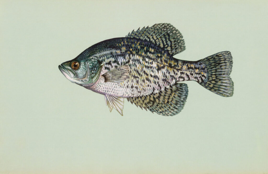 Black Crappie (Pomoxis nigromaculatus)