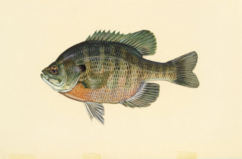 Bluegill (Lepomis macrochirus)