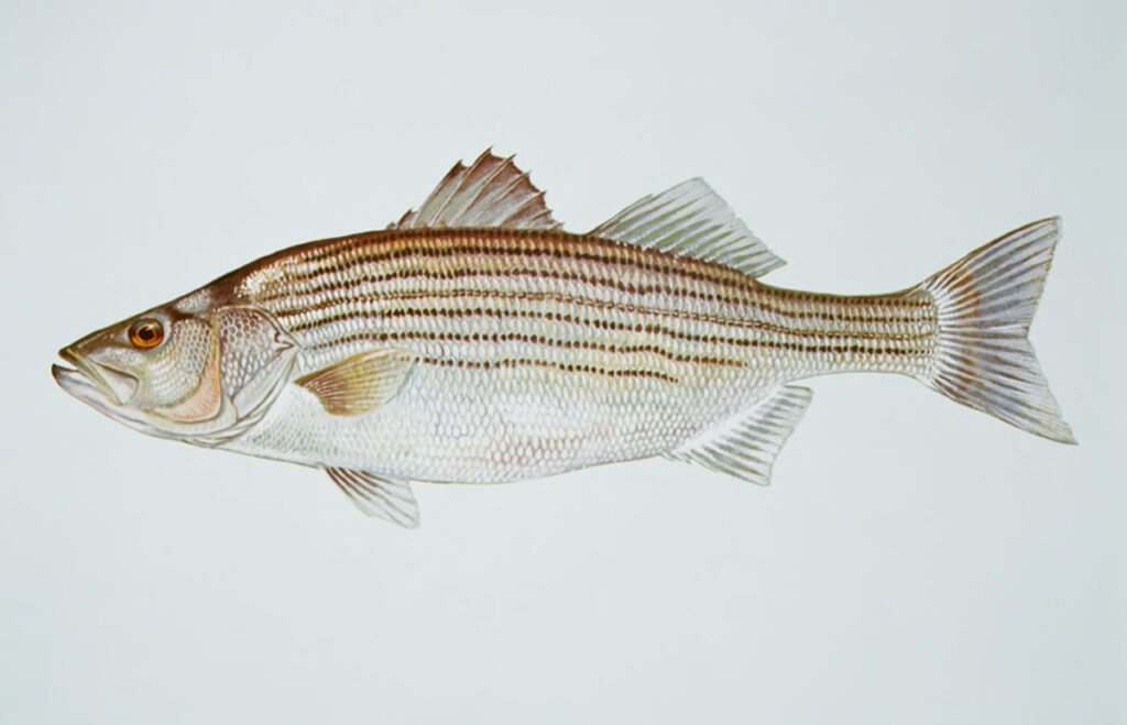 Striped Bass (Morone saxatilis)