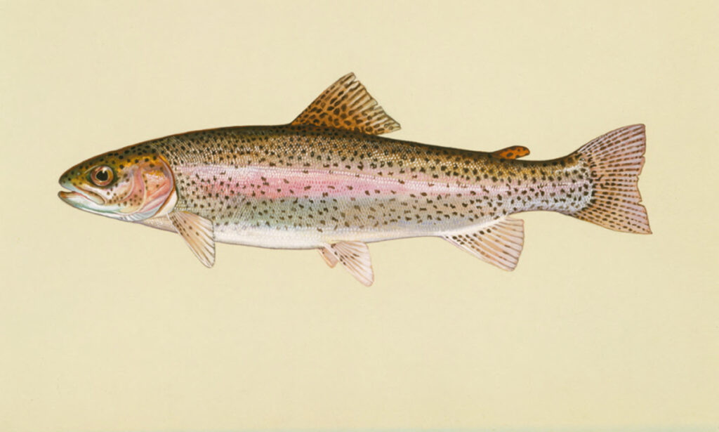 Rainbow Trout (Oncorhynchus mykiss)