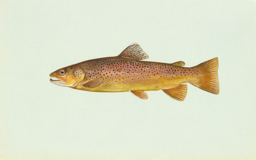 Brown Trout (Salmo trutta)