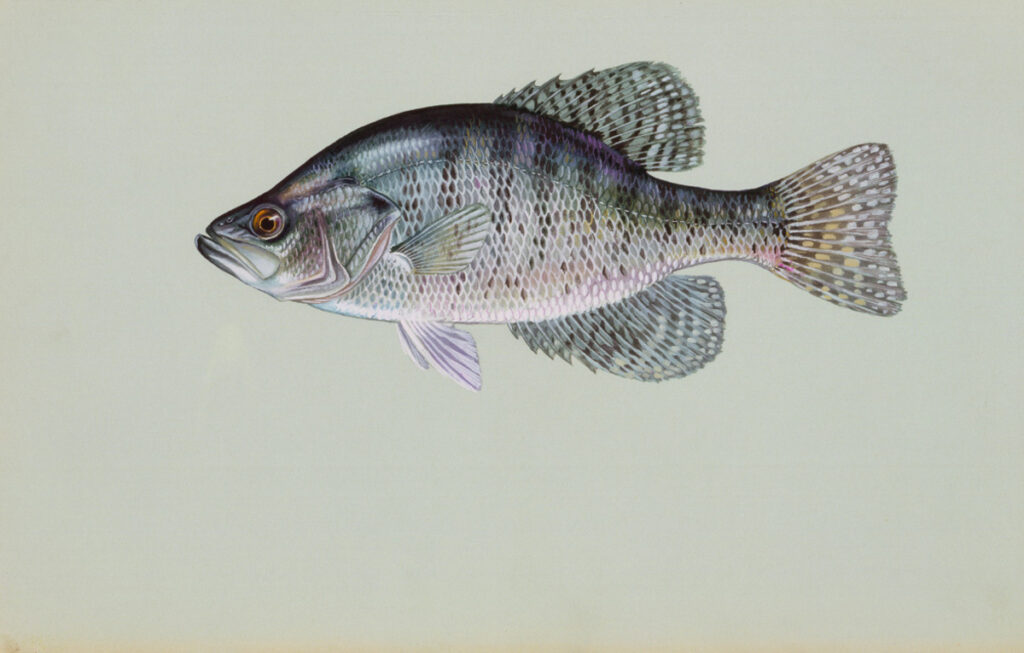 White Crappie (Pomoxis annularis)