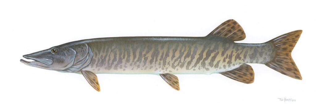 Muskellunge (Esox masquinongy)