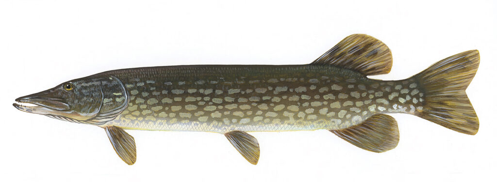 Northern Pike (Esox lucius)
