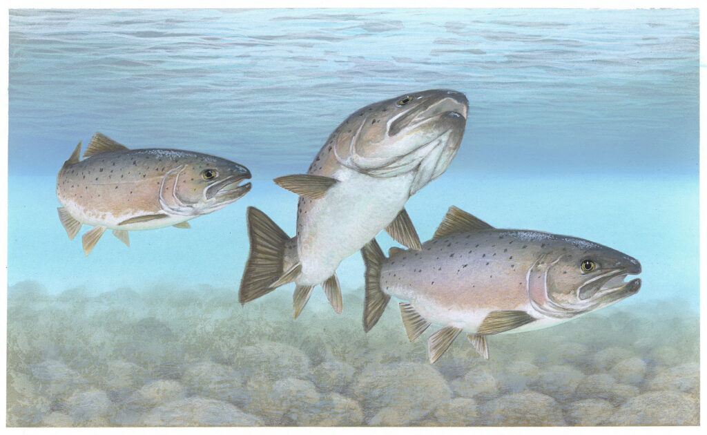 Atlantic Salmon (Salmo salar)