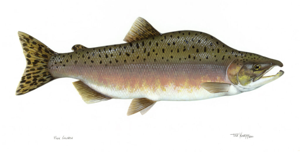 Pink Salmon (Oncorhynchus gorbuscha)