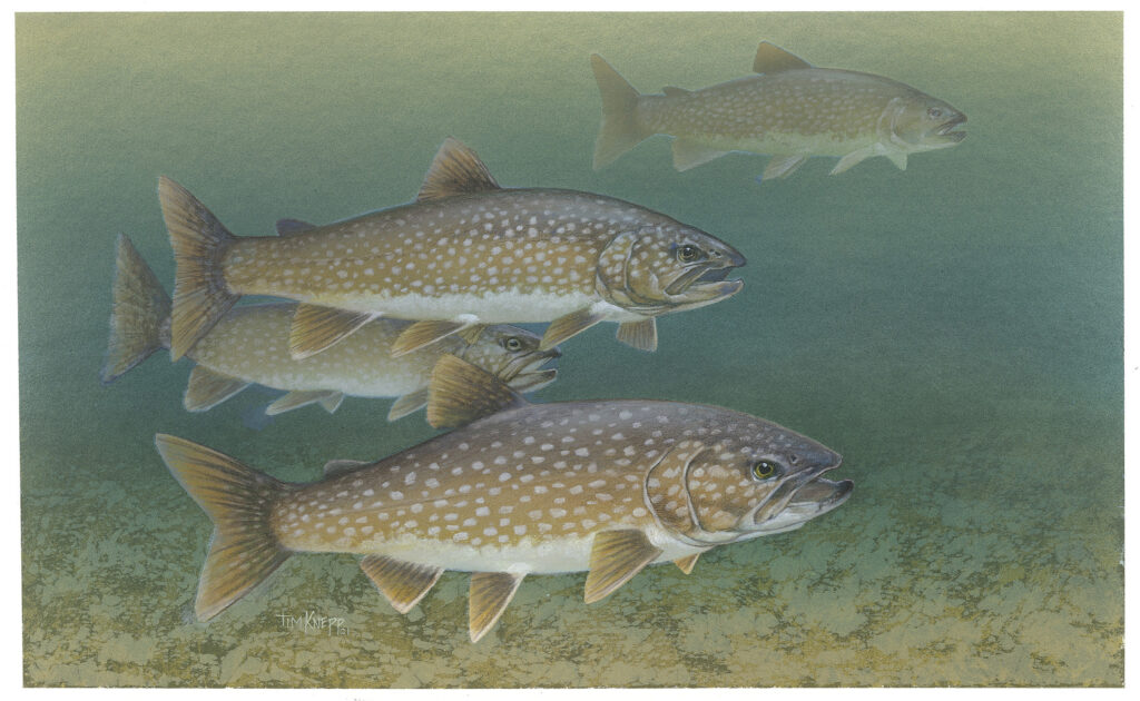 Lake Trout (Salvelinus namaycush)