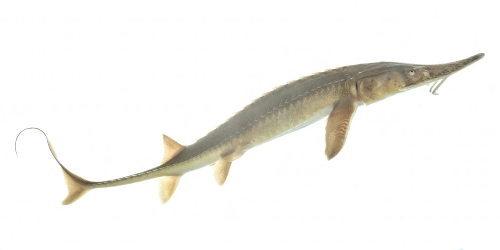 Shovelnose Sturgeon (Scaphirhynchus platorynchus)