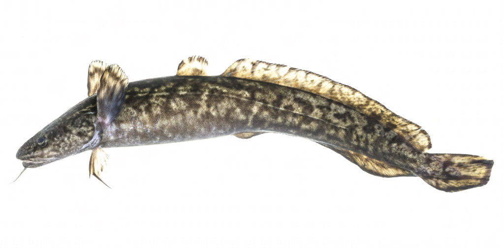 Burbot (Lota lota)