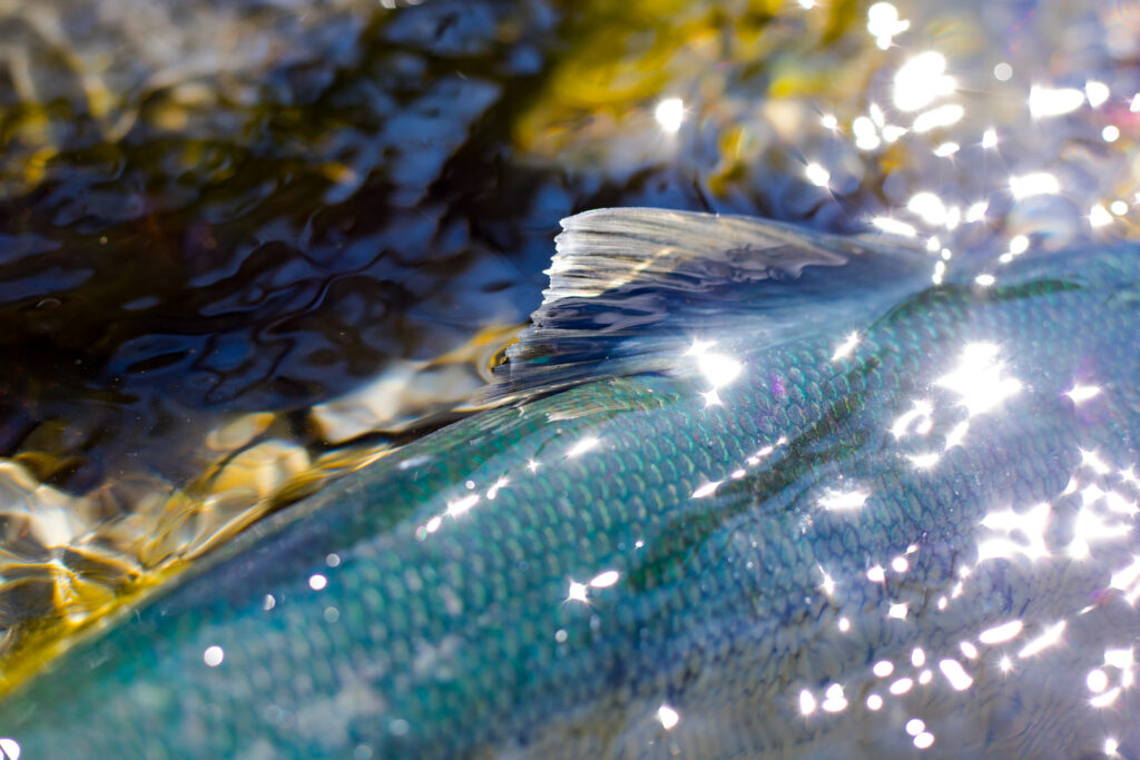 Sockeye Salmon (Oncorhynchus nerka)
