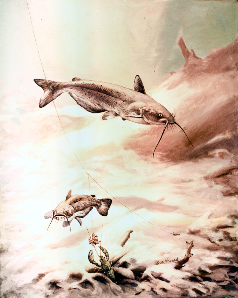 Channel Catfish (Ictalurus punctatus)