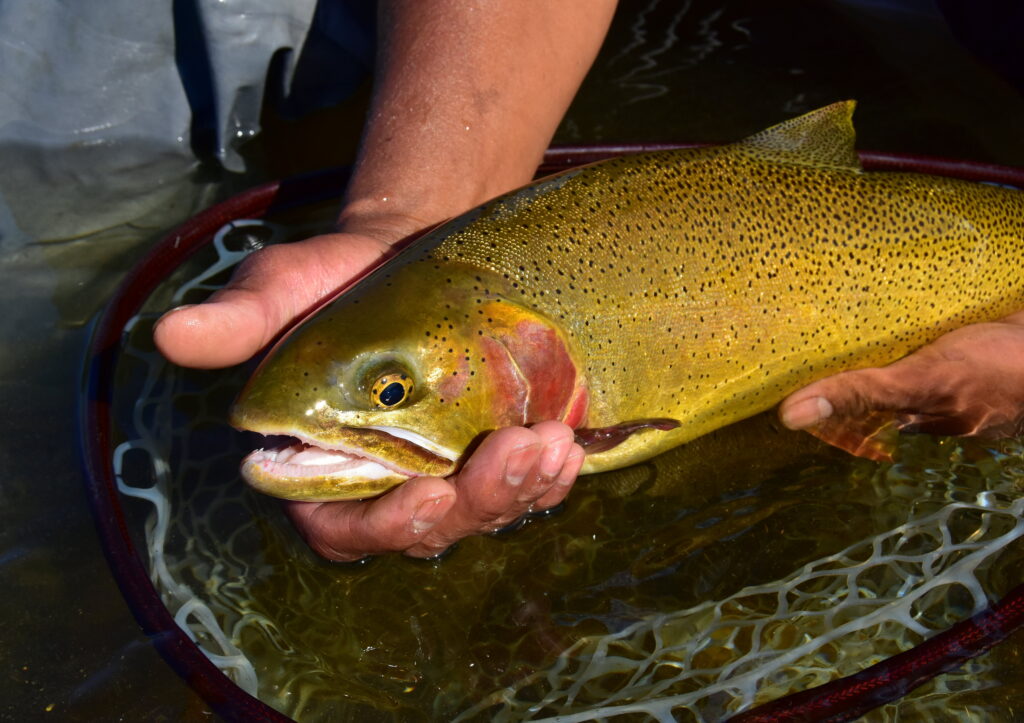 Cutthroat Trout (Oncorhynchus clarkii)