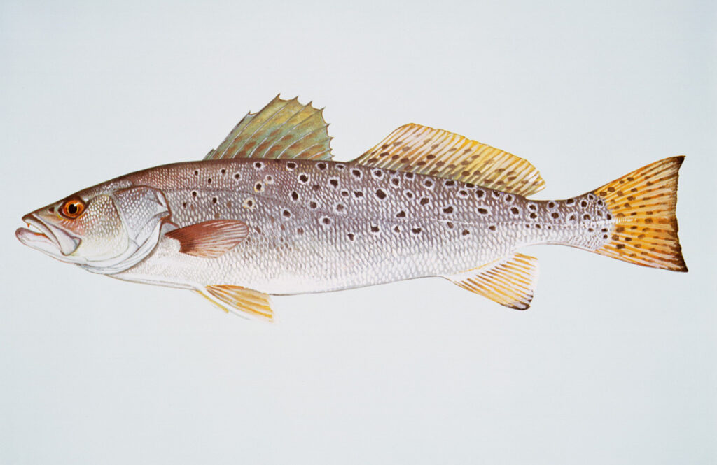 Spotted Seatrout (Cynoscion nebulosus)