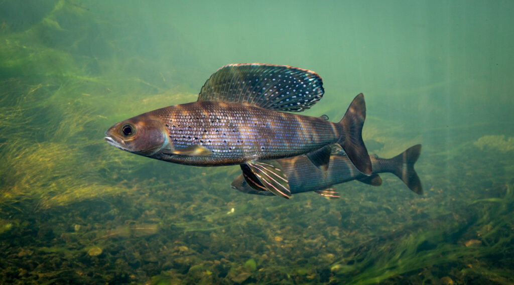 Arctic Grayling (Thymallus arcticus)