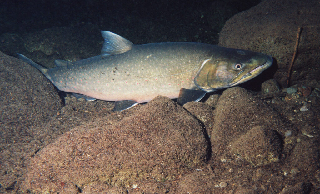 Bull Trout (Salvelinus confluentus)