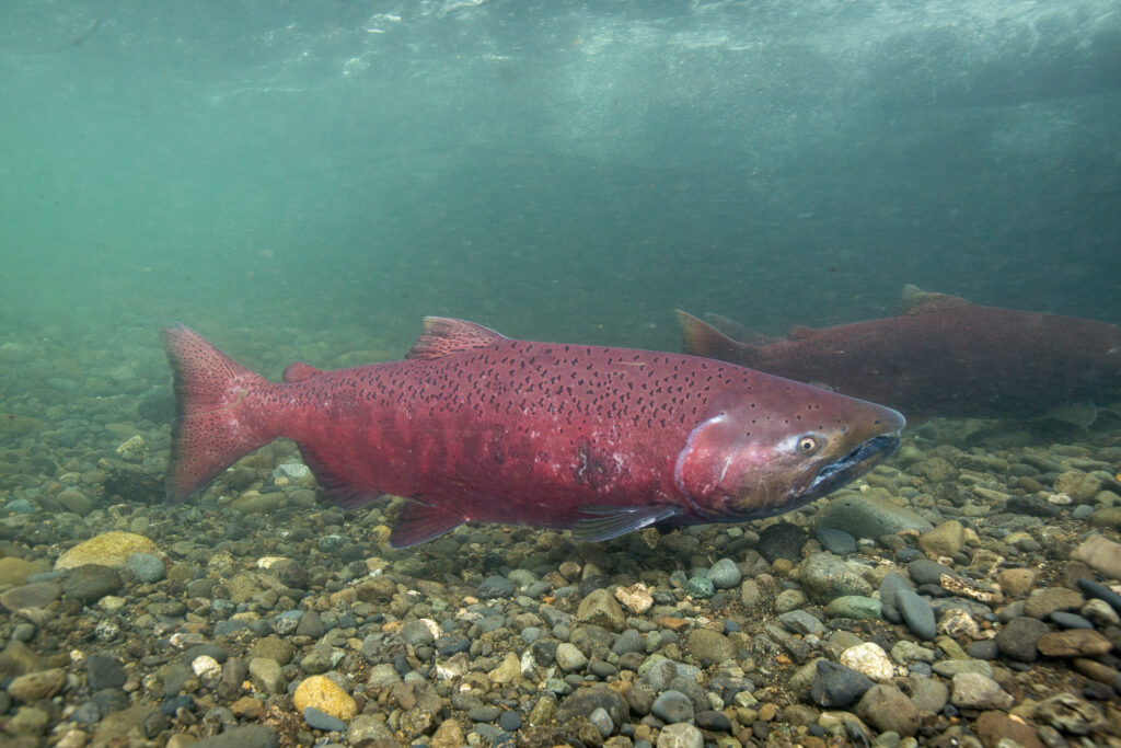 Chinook Salmon (Oncorhynchus tshawytscha)