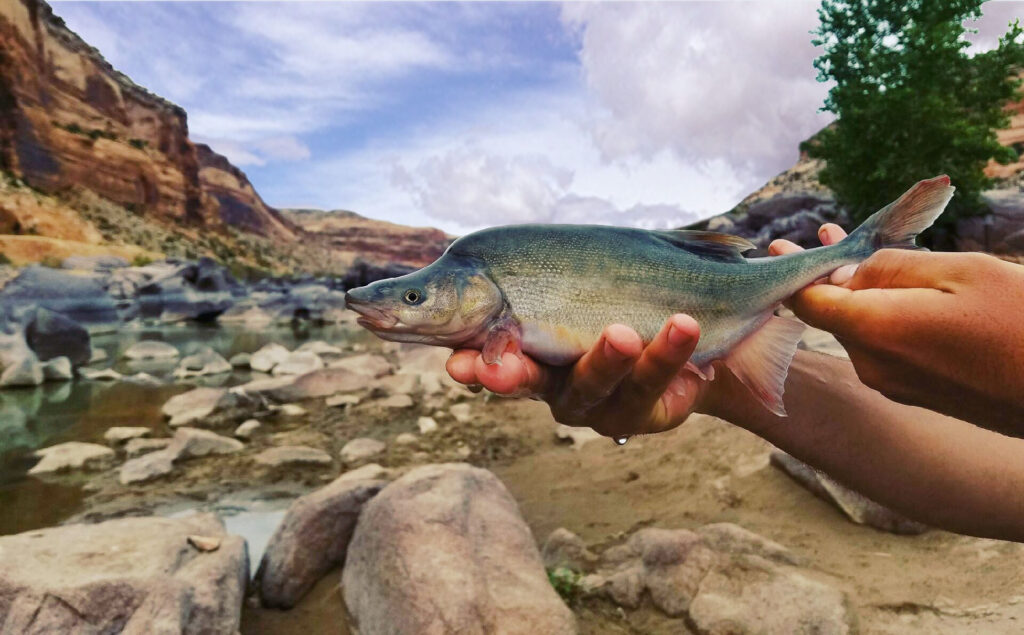 Humpback Chub (Gila cypha)