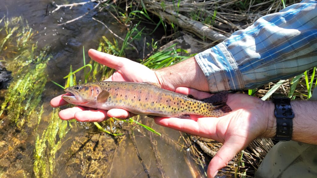 Lahontan Cutthroat Trout (Oncorhynchus clarkii henshawi)