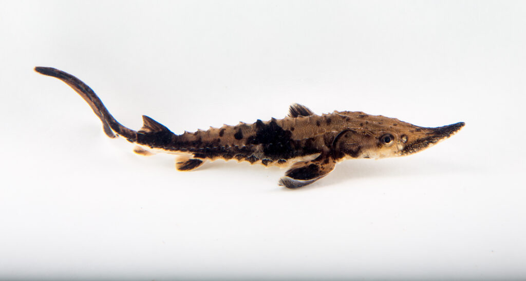 Lake Sturgeon (Acipenser fulvescens)