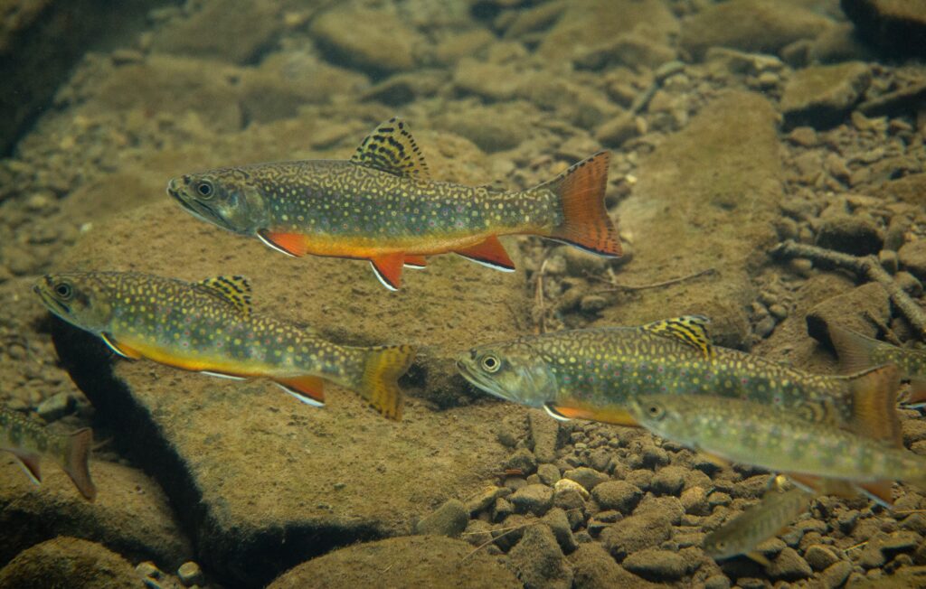 Brook Trout (Salvelinus fontinalis)