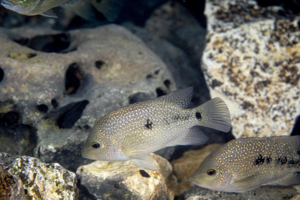 Rio Grande Cichlid (Herichthys cyanoguttatus)