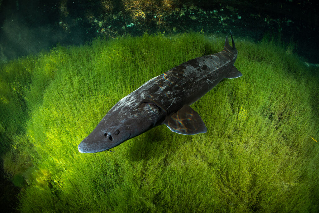 White Sturgeon (Acipenser transmontanus)