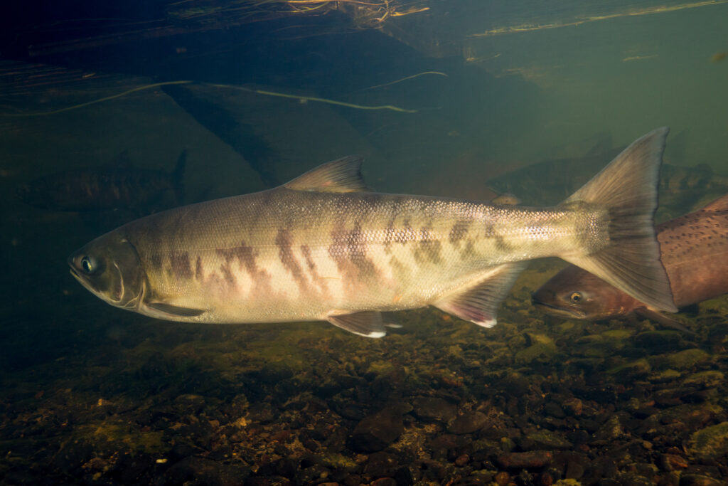 Chum Salmon (Oncorhynchus keta)